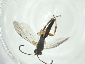  (Chilocyrtus Malaise7210 - CBG-A28204-H06)  @11 [ ] CreativeCommons - Attribution Share - Alike (2024) Centre for Biodiversity Genomics Centre for Biodiversity Genomics