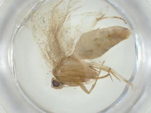  ( - CBG-A28211-D07)  @11 [ ] CreativeCommons - Attribution Share - Alike (2024) Centre for Biodiversity Genomics Centre for Biodiversity Genomics