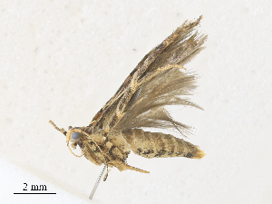  (Telphusa BioLep9148 - CBG-A28427-A05)  @11 [ ] CreativeCommons - Attribution Share - Alike (2024) CBG Photography Group Centre for Biodiversity Genomics