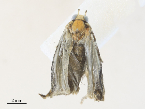  ( - CBG-A28427-E05)  @11 [ ] CreativeCommons - Attribution Share - Alike (2024) CBG Photography Group Centre for Biodiversity Genomics