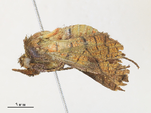  (Dysodia Malaise4079 - CBG-A28427-G05)  @11 [ ] CreativeCommons - Attribution Share - Alike (2024) CBG Photography Group Centre for Biodiversity Genomics