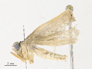  ( - CBG-A28427-G07)  @11 [ ] CreativeCommons - Attribution Share - Alike (2024) CBG Photography Group Centre for Biodiversity Genomics