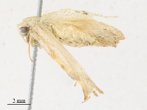  ( - CBG-A30058-A07)  @11 [ ] CreativeCommons - Attribution Share - Alike (2024) CBG Photography Group Centre for Biodiversity Genomics