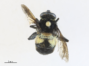  ( - CBG-A30059-F01)  @11 [ ] CreativeCommons - Attribution Share - Alike (2024) CBG Photography Group Centre for Biodiversity Genomics