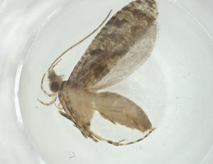  ( - CBG-A30428-A07)  @11 [ ] CreativeCommons - Attribution Share - Alike (2024) Centre for Biodiversity Genomics Centre for Biodiversity Genomics