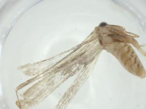  (Thiotricha Janzen7938 - CBG-A30433-C10)  @11 [ ] CreativeCommons - Attribution Share - Alike (2024) Centre for Biodiversity Genomics Centre for Biodiversity Genomics