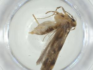  (gelMalaise01 Malaise2509 - CBG-A30450-C06)  @11 [ ] CreativeCommons - Attribution Share - Alike (2024) Centre for Biodiversity Genomics Centre for Biodiversity Genomics