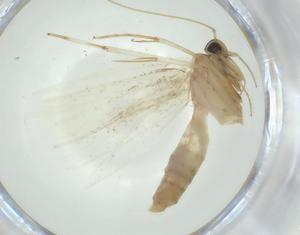  ( - CBG-A30450-E04)  @11 [ ] CreativeCommons - Attribution Share - Alike (2024) Centre for Biodiversity Genomics Centre for Biodiversity Genomics