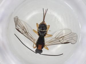  (Bracon Malaise7214 - CBG-A04215-D06)  @11 [ ] CreativeCommons - Attribution (2023) Centre for Biodiversity Genomics Centre for Biodiversity Genomics