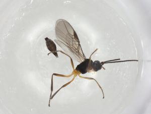  ( - CBG-A04294-F03)  @11 [ ] CreativeCommons - Attribution (2023) Centre for Biodiversity Genomics Centre for Biodiversity Genomics