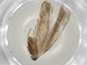  (gelMalaise01 Malaise8194 - CBG-A04301-G06)  @11 [ ] CreativeCommons - Attribution (2023) Centre for Biodiversity Genomics Centre for Biodiversity Genomics