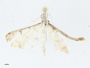  (spiloBioLep01 Malaise5757 - CBG-A04563-F09)  @11 [ ] CreativeCommons - Attribution (2023) CBG Photography Group Centre for Biodiversity Genomics