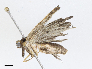  ( - CBG-A04564-E06)  @11 [ ] CreativeCommons - Attribution (2023) CBG Photography Group Centre for Biodiversity Genomics