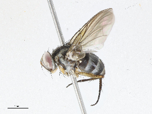  ( - CBG-A04564-G06)  @11 [ ] CreativeCommons - Attribution (2023) CBG Photography Group Centre for Biodiversity Genomics