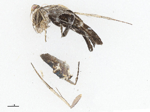  (gelMalaise01 Malaise5496 - CBG-A04579-D01)  @11 [ ] CreativeCommons - Attribution (2023) CBG Photography Group Centre for Biodiversity Genomics