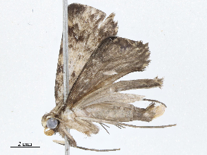  ( - CBG-A05359-A08)  @11 [ ] CreativeCommons - Attribution (2023) CBG Photography Group Centre for Biodiversity Genomics