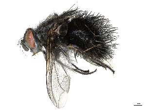  (tachMalaise01 Malaise8239 - CBG-A05359-E09)  @11 [ ] CreativeCommons - Attribution (2023) CBG Photography Group Centre for Biodiversity Genomics