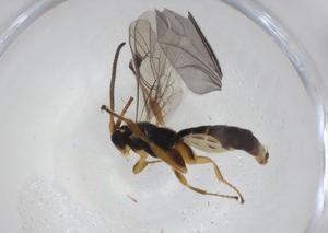  ( - CBG-A11675-D09)  @11 [ ] CreativeCommons - Attribution Share - Alike (2023) Centre for Biodiversity Genomics Centre for Biodiversity Genomics