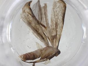  ( - CBG-A12593-G12)  @11 [ ] CreativeCommons - Attribution Share - Alike (2023) Centre for Biodiversity Genomics Centre for Biodiversity Genomics