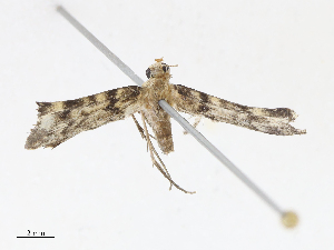  ( - CBG-A13239-E08)  @11 [ ] CreativeCommons - Attribution Share - Alike (2023) CBG Photography Group Centre for Biodiversity Genomics