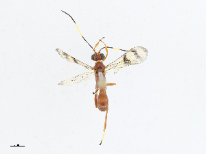  ( - CBG-A13256-B01)  @11 [ ] CreativeCommons - Attribution Share - Alike (2023) CBG Photography Group Centre for Biodiversity Genomics