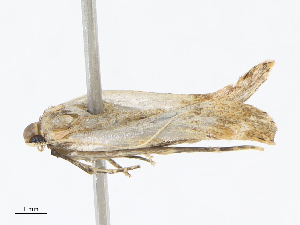  ( - CBG-A13283-B09)  @11 [ ] CreativeCommons - Attribution Share - Alike (2023) CBG Photography Group Centre for Biodiversity Genomics