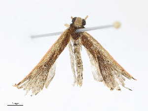  ( - CBG-A13302-G11)  @11 [ ] CreativeCommons - Attribution Share - Alike (2023) CBG Photography Group Centre for Biodiversity Genomics