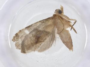  ( - CBG-A13385-D08)  @11 [ ] CreativeCommons - Attribution Share - Alike (2023) Centre for Biodiversity Genomics Centre for Biodiversity Genomics