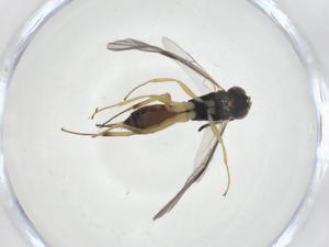  (ichneuMalaise01 Malaise4817 - CBG-A14222-C03)  @11 [ ] CreativeCommons - Attribution Share - Alike (2023) Centre for Biodiversity Genomics Centre for Biodiversity Genomics