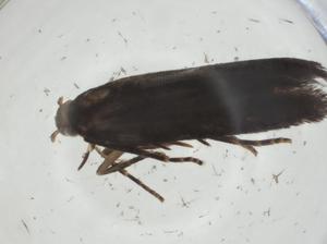  (Keiferia Malaise6085 - CBG-A29047-D09)  @11 [ ] CreativeCommons - Attribution Share - Alike (2024) Centre for Biodiversity Genomics Centre for Biodiversity Genomics