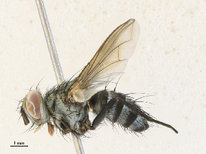  (Calolydella Malaise4238 - CBG-A30077-A01)  @11 [ ] CreativeCommons - Attribution Share - Alike (2024) CBG Photography Group Centre for Biodiversity Genomics