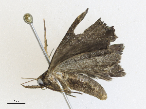  ( - CBG-A30078-D09)  @11 [ ] CreativeCommons - Attribution Share - Alike (2024) CBG Photography Group Centre for Biodiversity Genomics