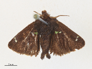  ( - CBG-A30080-C02)  @11 [ ] CreativeCommons - Attribution Share - Alike (2024) CBG Photography Group Centre for Biodiversity Genomics