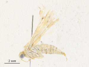  (spiloBioLep01 BioLep8309 - CBG-A30150-B01)  @11 [ ] CreativeCommons - Attribution Share - Alike (2024) CBG Photography Group Centre for Biodiversity Genomics