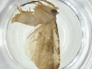  ( - CBG-A31019-H04)  @11 [ ] CreativeCommons - Attribution Share - Alike (2024) Centre for Biodiversity Genomics Centre for Biodiversity Genomics