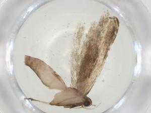  ( - CBG-A31596-B03)  @11 [ ] CreativeCommons - Attribution Share - Alike (2024) Centre for Biodiversity Genomics Centre for Biodiversity Genomics