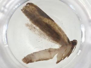  ( - CBG-A31596-B12)  @11 [ ] CreativeCommons - Attribution Share - Alike (2024) Centre for Biodiversity Genomics Centre for Biodiversity Genomics