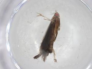  (gelMalaise01 Malaise6381 - CBG-A04220-F07)  @11 [ ] CreativeCommons - Attribution (2023) Centre for Biodiversity Genomics Centre for Biodiversity Genomics