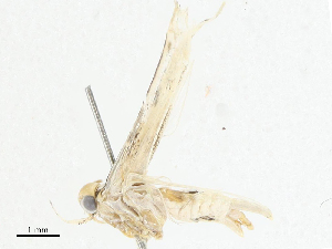  ( - CBG-A04565-G01)  @11 [ ] CreativeCommons - Attribution (2023) CBG Photography Group Centre for Biodiversity Genomics