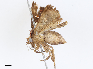  ( - CBG-A04566-D06)  @11 [ ] CreativeCommons - Attribution (2023) CBG Photography Group Centre for Biodiversity Genomics