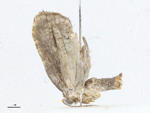  ( - CBG-A04580-F07)  @11 [ ] CreativeCommons - Attribution (2023) CBG Photography Group Centre for Biodiversity Genomics