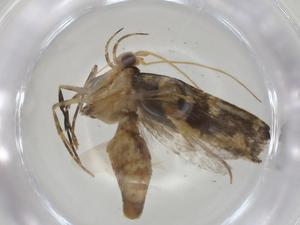  ( - CBG-A04652-C04)  @11 [ ] CreativeCommons - Attribution (2023) Centre for Biodiversity Genomics Centre for Biodiversity Genomics