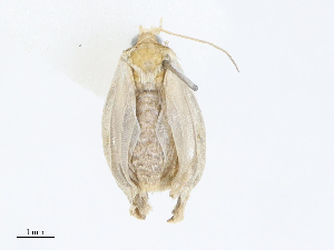 ( - CBG-A05362-A04)  @11 [ ] CreativeCommons - Attribution (2023) CBG Photography Group Centre for Biodiversity Genomics