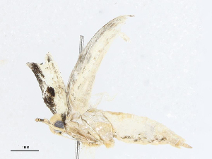  ( - CBG-A05362-F04)  @11 [ ] CreativeCommons - Attribution (2023) CBG Photography Group Centre for Biodiversity Genomics