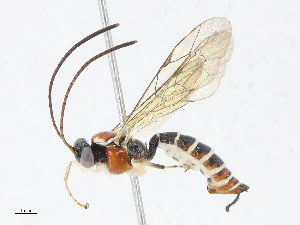  (Itoplectis roberti - CBG-A13228-C09)  @11 [ ] CreativeCommons - Attribution Share - Alike (2023) CBG Photography Group Centre for Biodiversity Genomics
