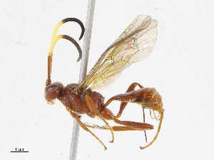  ( - CBG-A13240-B05)  @11 [ ] CreativeCommons - Attribution Share - Alike (2023) CBG Photography Group Centre for Biodiversity Genomics