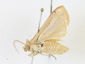  ( - CBG-A13357-B07)  @11 [ ] CreativeCommons - Attribution Share-Alike (2023) CBG Photography Group Centre for Biodiversity Genomics