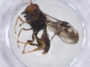  (Capitonius malaise4584 - CBG-A14238-F03)  @11 [ ] CreativeCommons - Attribution Share - Alike (2023) Centre for Biodiversity Genomics Centre for Biodiversity Genomics