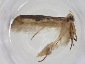  ( - CBG-A14874-E06)  @11 [ ] CreativeCommons - Attribution Share - Alike (2023) Centre for Biodiversity Genomics Centre for Biodiversity Genomics