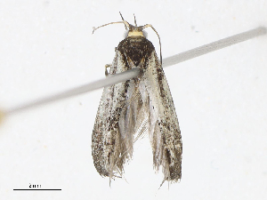  ( - CBG-A14973-D09)  @11 [ ] CreativeCommons - Attribution Share-Alike (2023) CBG Photography Group Centre for Biodiversity Genomics